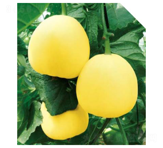 ����-��ϷN��-��(y��u)���r(n��ng)�I(y��)