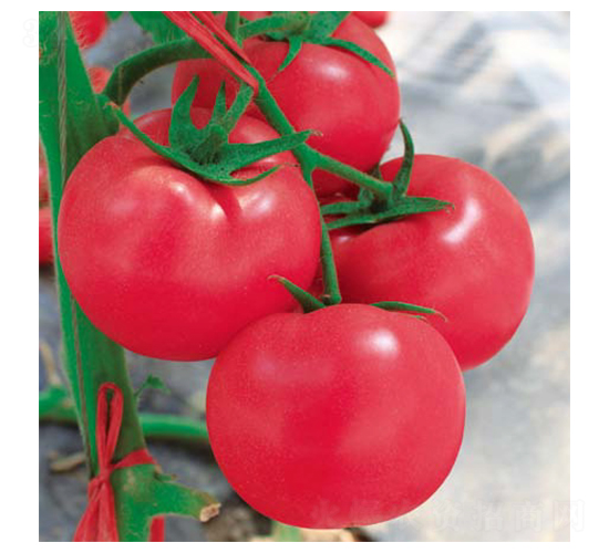 ؐ��-���ѷN��-��(y��u)���r(n��ng)�I(y��)