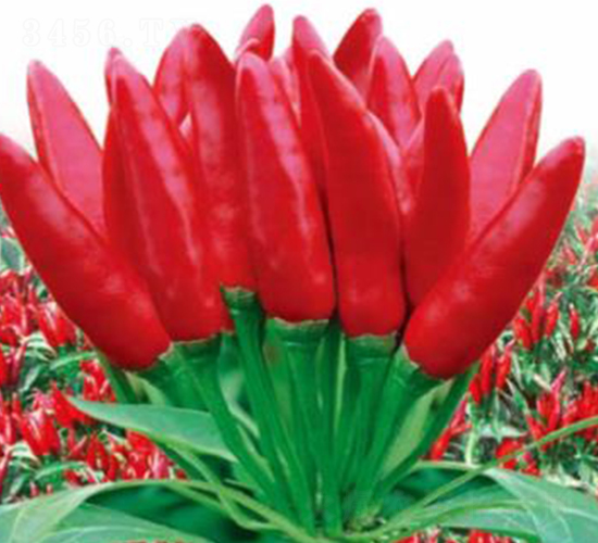 �Ǻ�-�����N��-��(y��u)���r(n��ng)�I(y��)