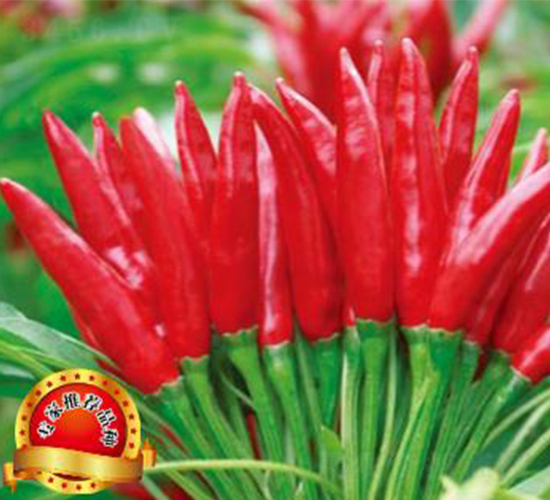 ����-�����N��-��(y��u)���r(n��ng)�I(y��)