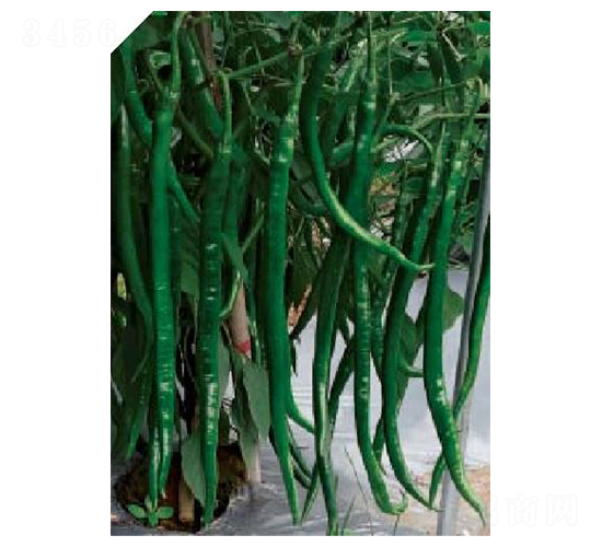 ī��-�����N��-��(y��u)���r(n��ng)�I(y��)