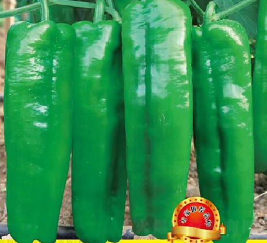 �n��(y��u)8̖-�����N��-��(y��u)���r(n��ng)�I(y��)