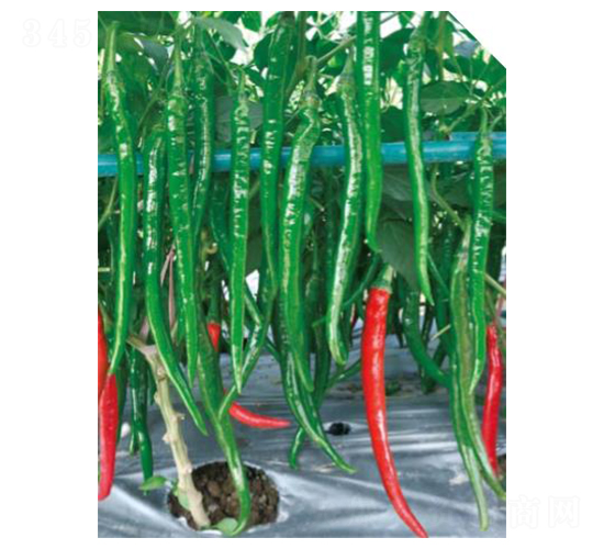 �n��-�����N��-��(y��u)���r(n��ng)�I(y��)