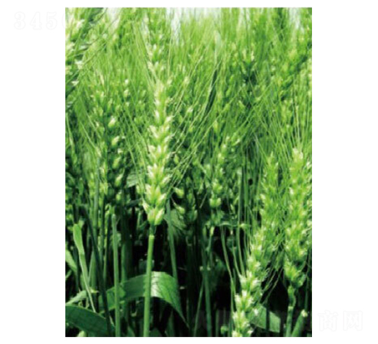 �|��18̖(h��o)-С���N��-���S�N�I(y��)