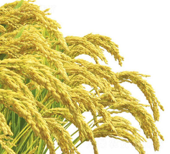 �ǹ��-ˮ���N��-���S�N�I(y��)