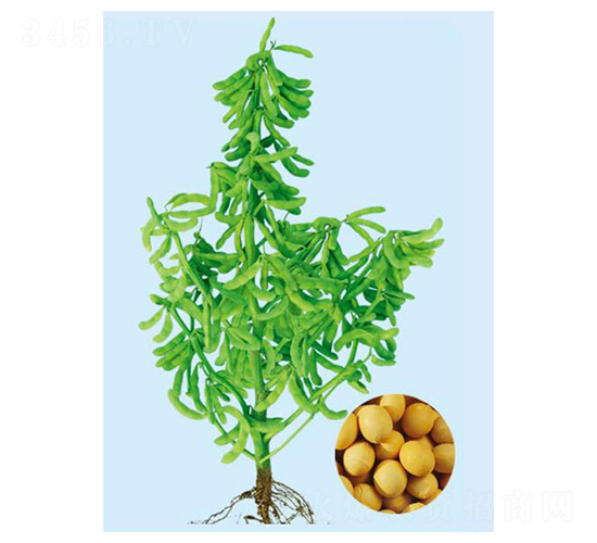 �|��56-�󶹷N��-���S�N�I(y��)