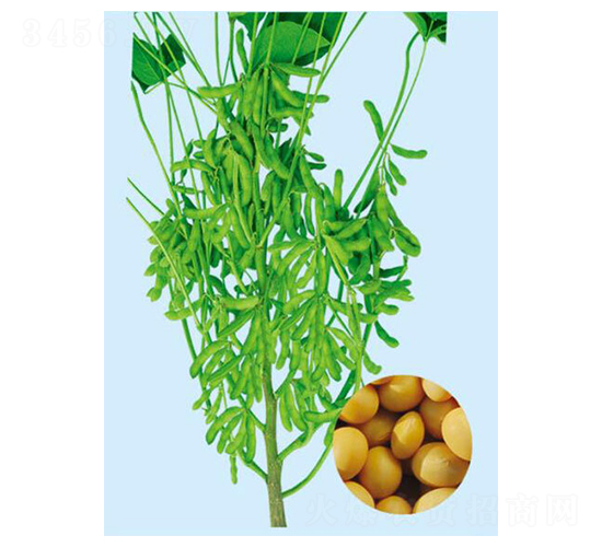 �ᶹ24-�󶹷N��-���S�N�I(y��)