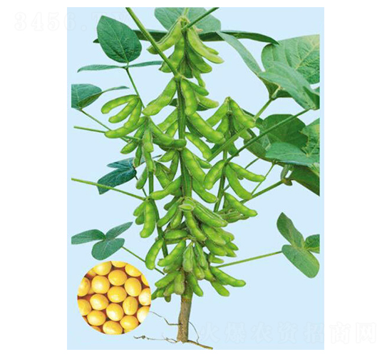 ���Sһ̖(h��o)-�󶹷N��-���S�N�I(y��)