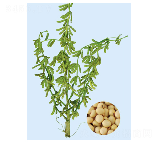 �F�S31-�󶹷N��-���S�N�I(y��)