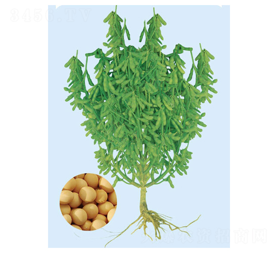 �F��60-�󶹷N��-���S�N�I(y��)