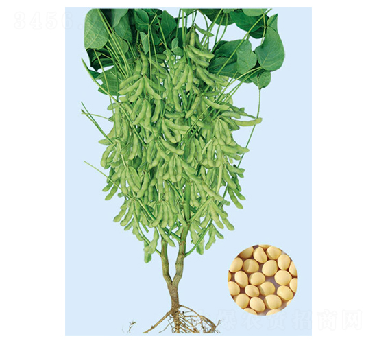 �|��21-�󶹷N��-���S�N�I(y��)