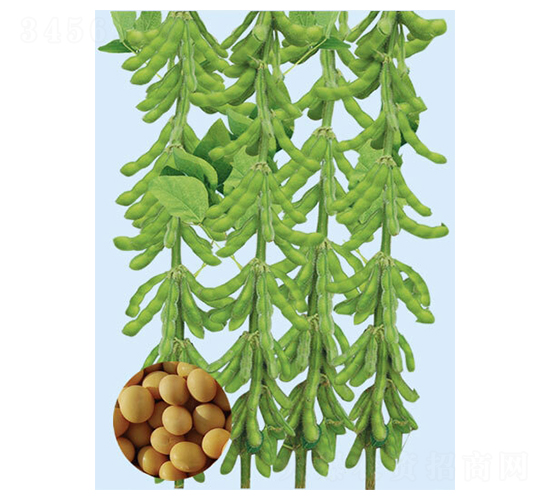 �ں�45-�󶹷N��-���S�N�I(y��)