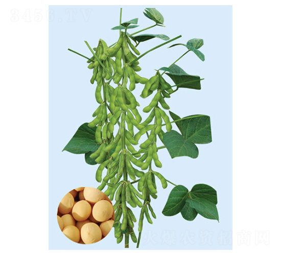 ���S53-�󶹷N��-���S�N�I(y��)