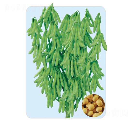 ����6-�󶹷N��-���S�N�I(y��)