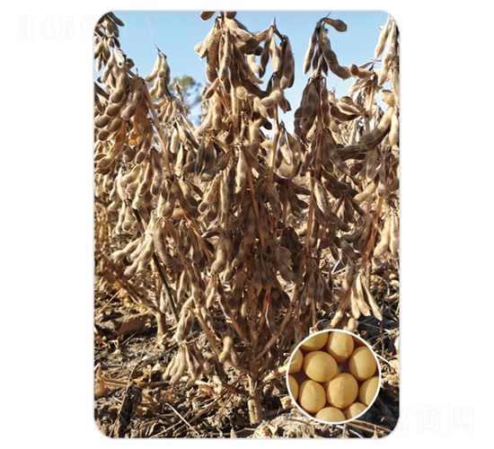 ����7-�󶹷N��-���S�N�I(y��)