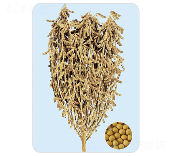 ǧ�ﶹ-�󶹷N��-���S�N�I(y��)