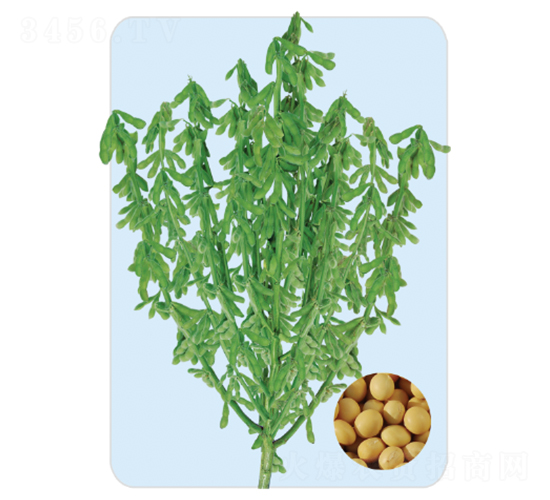 ���S45-�󶹷N��-���S�N�I(y��)