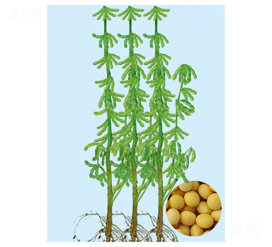 ����96-�󶹷N��-���S�N�I(y��)