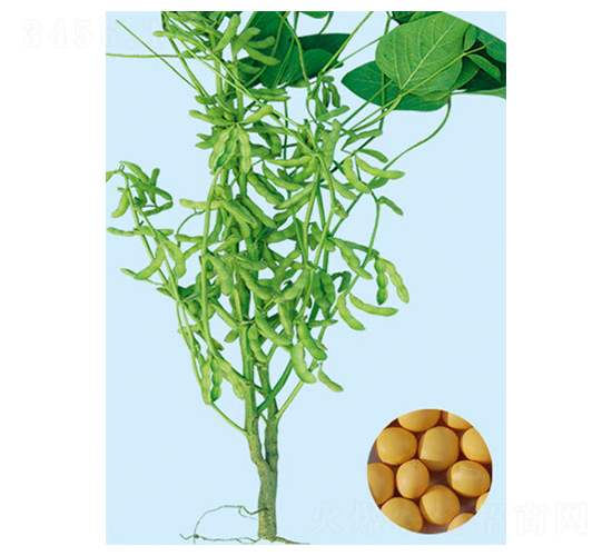 �_��ʮ��-�󶹷N��-���S�N�I(y��)