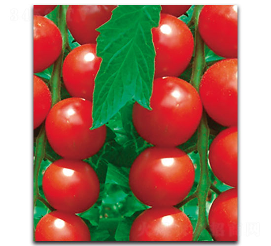 ���Ҽt-���ѷN��-���ʵ�(l��)