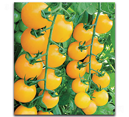 ��N�����ҷ���F1��-���ѷN��-���ʵ�