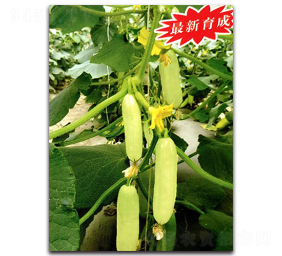 ����-�S�ϷN��-���ʵ�