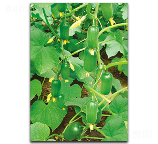 ��ͯ-�S�ϷN��-���ʵ�