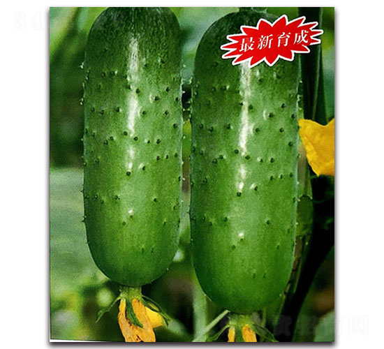 ��G-�S�ϷN��-���ʵ�