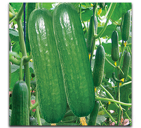 ��Խ-�S�ϷN��-���ʵ�