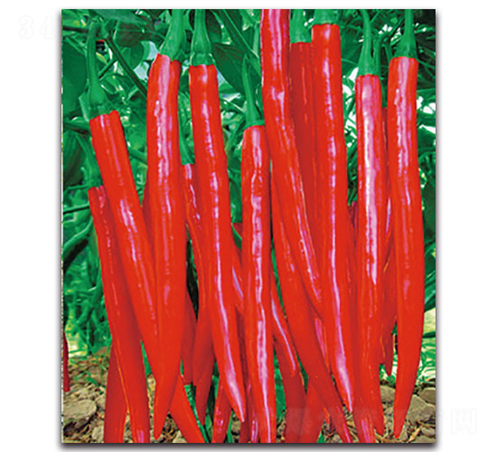 �t��-�����N��-���ʵ�(l��)