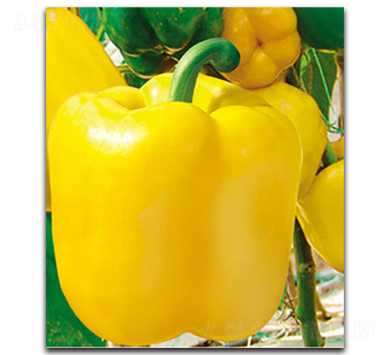 �S��-�𽷷N��-���ʵ�