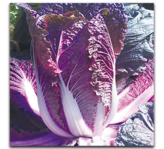 �ϰײ�-��ײ˷N��-���ʵ�