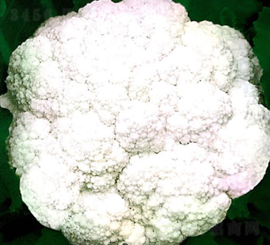 ����80��-��Ҭ�˷N��-���ʵ�