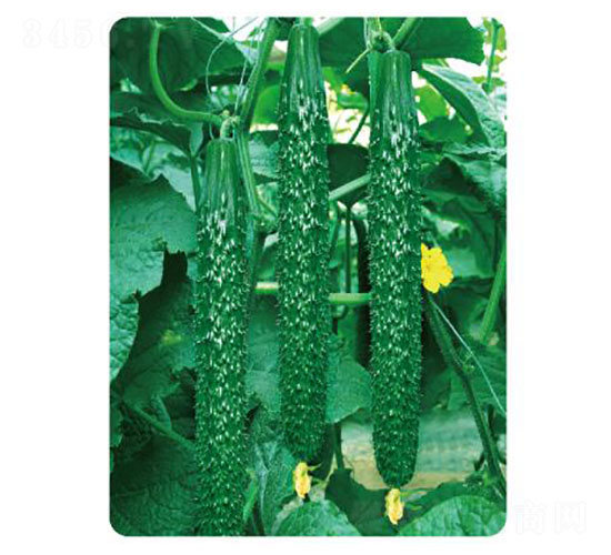 �ȃ�(y��u)L302-�S�ϷN��-�ȃ�(y��u)�_(d��)