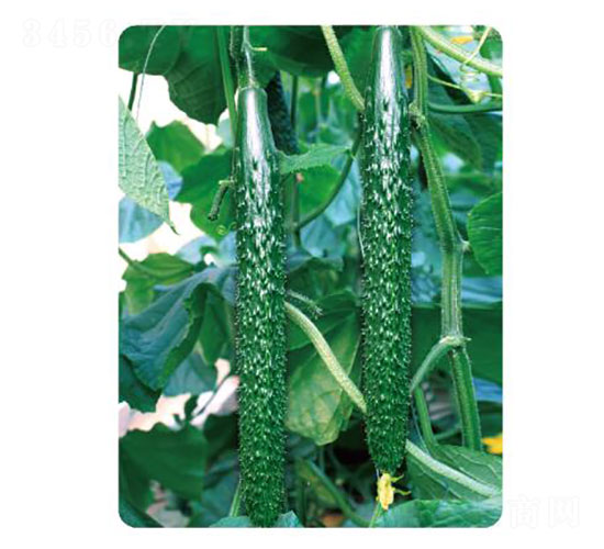 �ȃ�(y��u)L30-�S�ϷN��-�ȃ�(y��u)�_(d��)