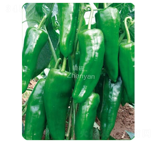 �(zh��n)����̖(h��o)-�ݽ��N��-�(zh��n)�зN�I(y��)