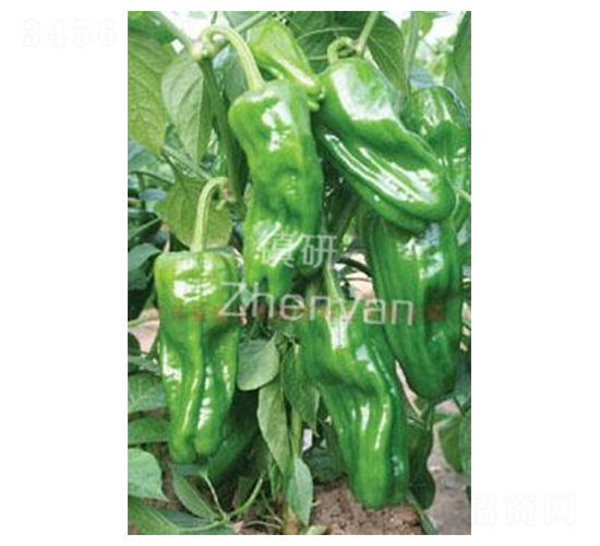 �K����̖-�ݽ��N��-�(zh��n)�зN�I(y��)