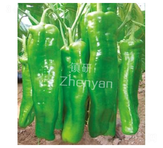 �ޟo����̖(h��o)-�ݽ��N��-�(zh��n)�зN�I(y��)