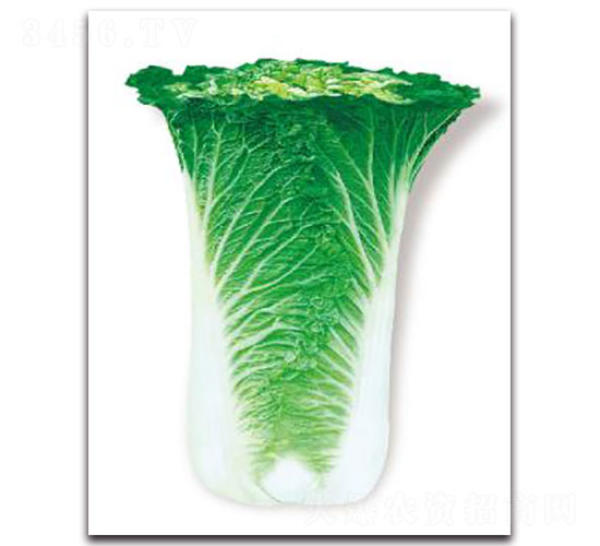 �ȃ�(y��u)76-�ײ˷N��-�ȃ�(y��u)�_