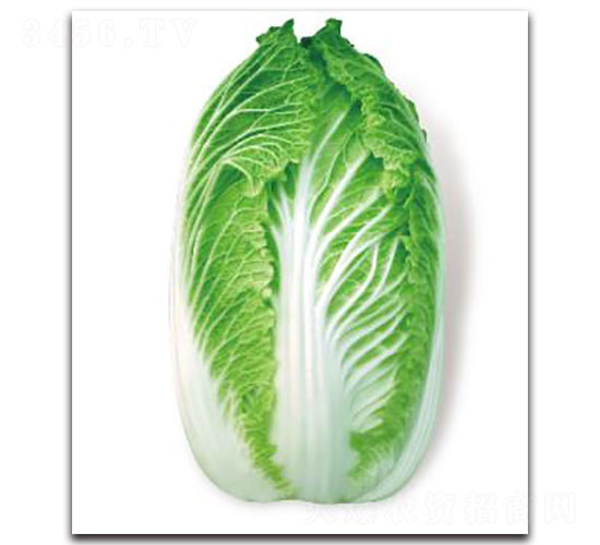 �ȃ�(y��u)33-�ײ˷N��-�ȃ�(y��u)�_(d��)