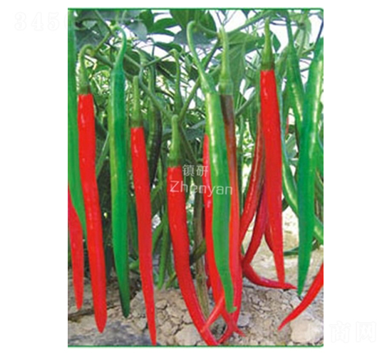 ������-�����N��-�(zh��n)�зN�I(y��)