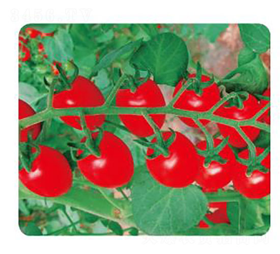 ��W��Rio��-���ѷN��-�ȃ�(y��u)�_