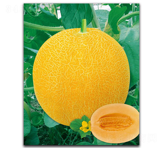 ��(y��u)�ی�-��ϷN��-�ȃ�(y��u)�_(d��)