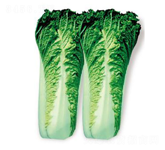 ����3̖(h��o)-�ײ˷N��-�ȃ�(y��u)�_(d��)