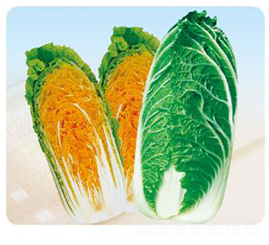 ���ٶ�̖-�ײ˷N��-�ȃ�(y��u)�_