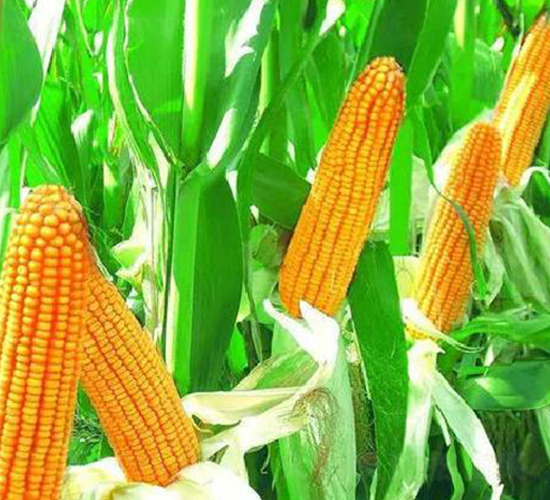 ����8̖(h��o)-���׷N��-���ǷN�I(y��)