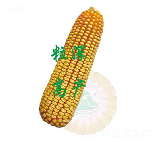 ����31-���׷N��-ԣ�S�N�I(y��)