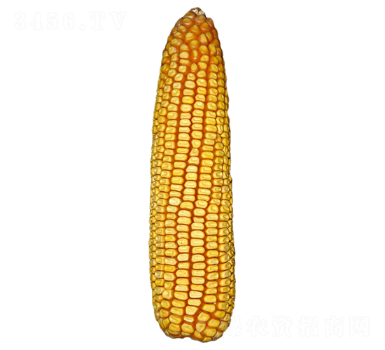 ���S613-���׷N��-ԣ�S�N�I(y��)