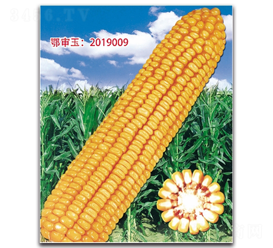 �Ǻ�679-���׷N��-���^�B