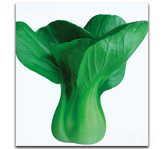 �s���๣�ײ�-�ײ˷N��-�F(xi��n)������